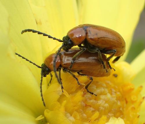 Réf. 255 921 : Exosoma lusitanicum